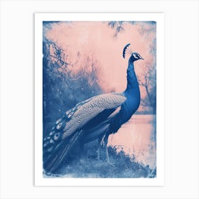 Peacock By The River Cyanotype Inspired 1 Art Print