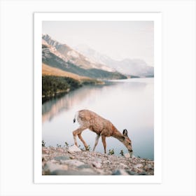 Deer Drinking From Lake Art Print