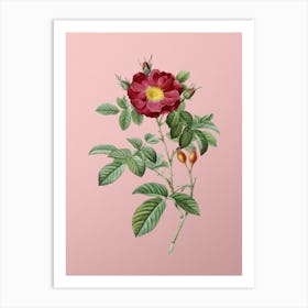 Vintage Red Portland Rose Botanical on Soft Pink n.0519 Art Print