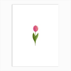 Pink Tulip On White Art Print