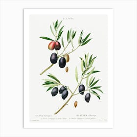Olive, Pierre Joseph Redoute 1 Art Print