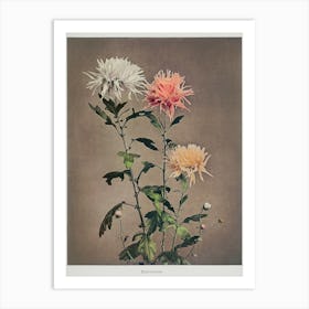 Kin–Sui–Ro, Hand Colored Collotype From Some Japanese Flowers (1896), Kazumasa Ogawa Art Print