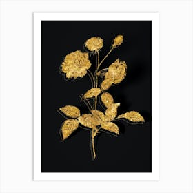 Vintage China Rose Botanical in Gold on Black n.0048 Art Print