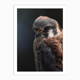 Kestrel Bird Profile Art Print