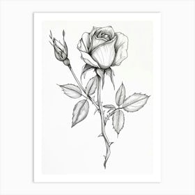 English Rose Black And White Line Drawing 24 Art Print