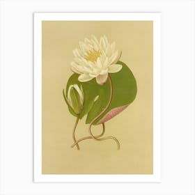 Water Lily Art Print