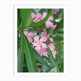 Oleander - Pink Mediterranean Flowers - Nature Photography Art Print