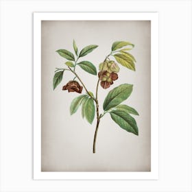 Vintage Papaw Tree Branch Botanical on Parchment n.0552 Art Print