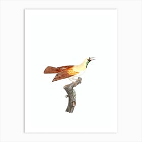 Vintage Emperor Bird Of Paradise Female Bird Illustration on Pure White 1 Art Print