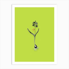 Vintage Alpine Squill Black and White Gold Leaf Floral Art on Chartreuse n.1137 Art Print