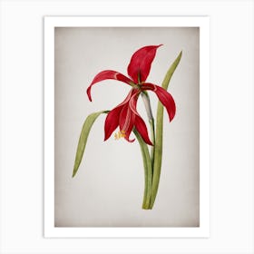 Vintage Amaryllis Botanical on Parchment n.0636 Art Print