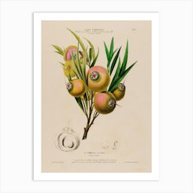 Pomegranate 4 Art Print