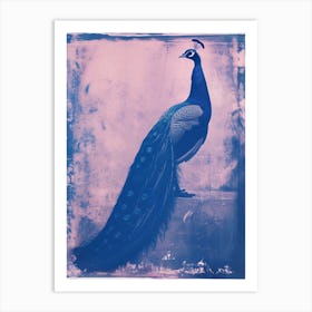 Pink & Blue Peacock Cyanotype Style 3 Art Print