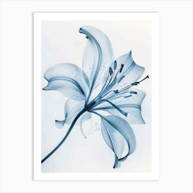 Blue Lily Art Print