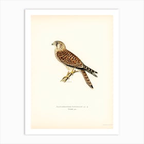 Common Kestrel (Falco Tinnunculus), The Von Wright Brothers Art Print