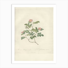 Rose Illustration, Pierre Joseph Redoute, Pierre Joseph Redoute(152) Art Print