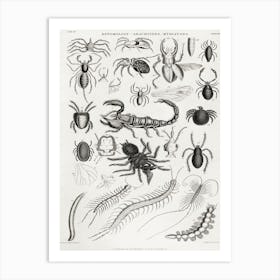 Entomology Arachnides, Myriapoda, Oliver Goldsmith Art Print