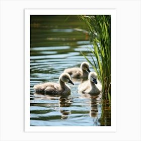 Swans In The Pond Art Print