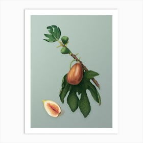 Vintage Fig Botanical Art on Mint Green n.0747 Art Print