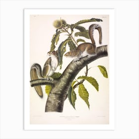 Carolina Grey Squirrel, John James Audubon Art Print