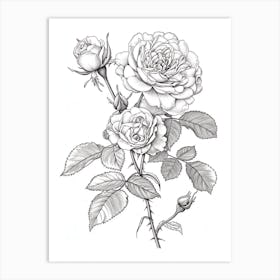 Roses Sketch 38 Art Print