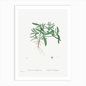 Aizoon Hifpanicum, Pierre Joseph Redoute Art Print