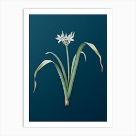 Vintage Small Flowered Pancratium Botanical Art on Teal Blue n.0657 Art Print