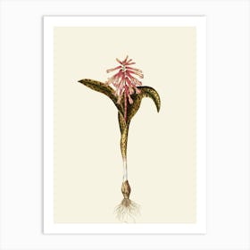 Orchid Flower Art Print