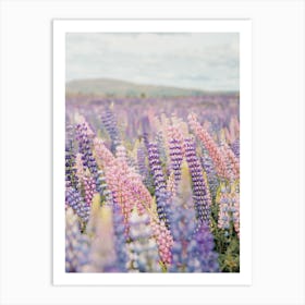 Pastel Lupine Flowers Art Print