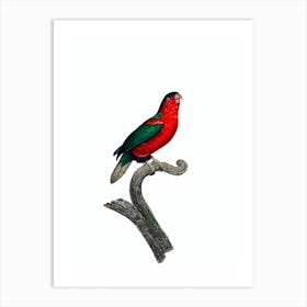 Vintage Pygmy Parrot Bird Illustration on Pure White Art Print