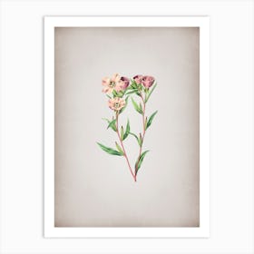 Vintage Pale Corona Amaryllis Botanical on Parchment n.0674 Art Print