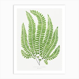 Ferns 1, Edward Joseph Lowe Art Print