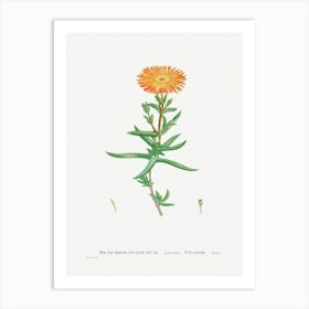 Mesembryanthemum Aureum, Pierre Joseph Redoute Art Print