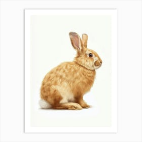 Florida White Rabbit Nursery Illustration 3 Art Print