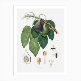 Fig (Fico) From Pomona Italiana (1817 - 1839), Giorgio Gallesio Art Print