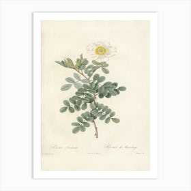 Rose Illustration, Pierre Joseph Redoute, Pierre Joseph Redoute(151) Art Print