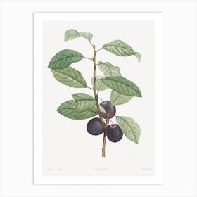Prune Fruit From La Botanique De Jj Rousseau, Pierre Joseph Redouté Art Print
