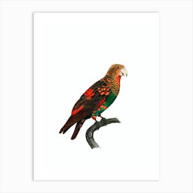 Vintage Brown Necked Parrot Bird Illustration on Pure White n.0001 Art Print