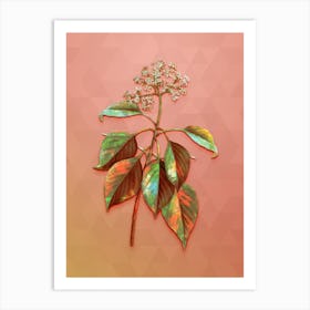 Vintage Pagoda Dogwood Botanical Art on Peach Pink n.1327 Art Print