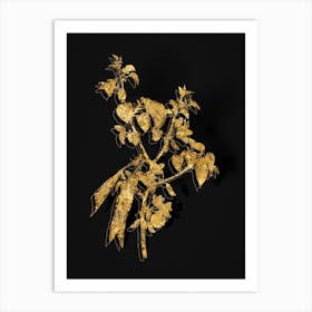 Vintage Judas Tree Botanical in Gold on Black n.0419 Art Print