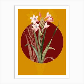 Vintage Botanical Gladiolus Saccatus on Circle Red on Yellow n.0204 Art Print