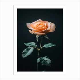 Single Rose On Black Background 36 Art Print