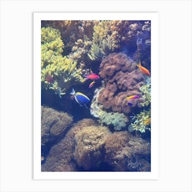 Coral Reef Art Print