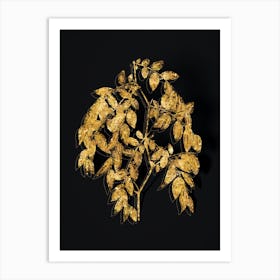 Vintage Jujube Botanical in Gold on Black Art Print