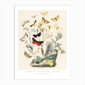 Butterflie And Moths Vintage Art Prints Art Print