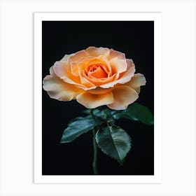 Orange Rose On Black Background 7 Art Print