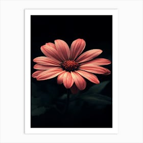 Pink Daisy 2 Art Print