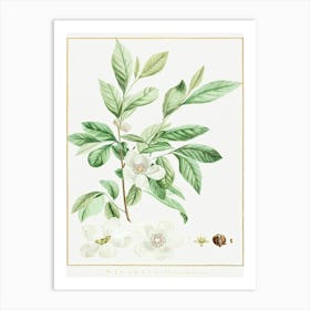 Stuartia Malacodendron, Pierre Joseph Redoute Art Print