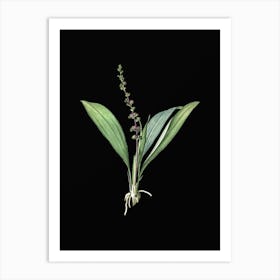 Vintage Peliosanthes Teta Botanical Illustration on Solid Black n.0249 Art Print