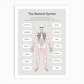 Skeleton System Art Print